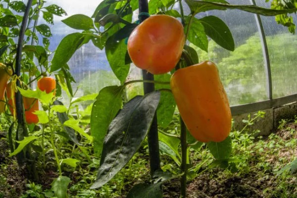 怎么贮藏甜椒,采取灰藏法可随用随取