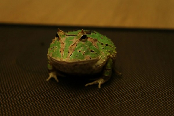 角蛙会叫吗,公角蛙半夜会发出鸣叫声