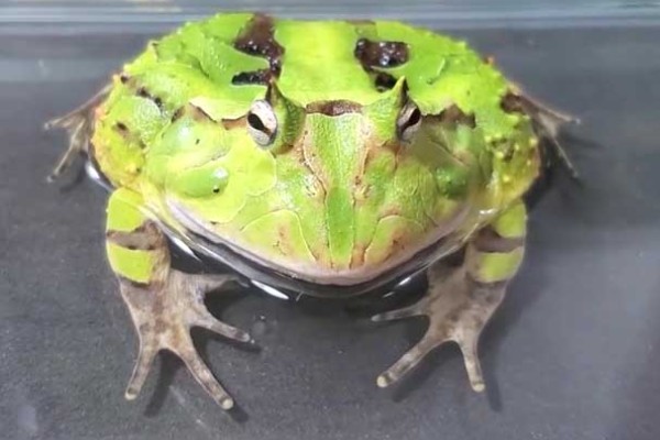 角蛙会叫吗,公角蛙半夜会发出鸣叫声