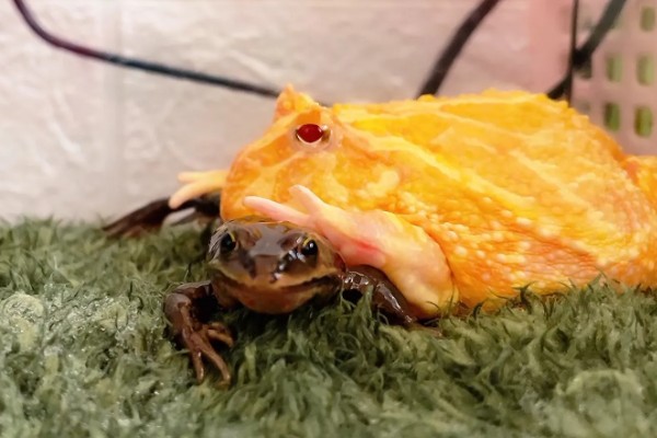 角蛙会叫吗,公角蛙半夜会发出鸣叫声