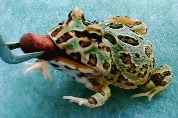 角蛙会叫吗,公角蛙半夜会发出鸣叫声