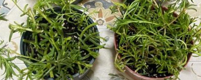 太阳花修剪爆盆的方法，剪除主茎的顶部可促进侧枝生长