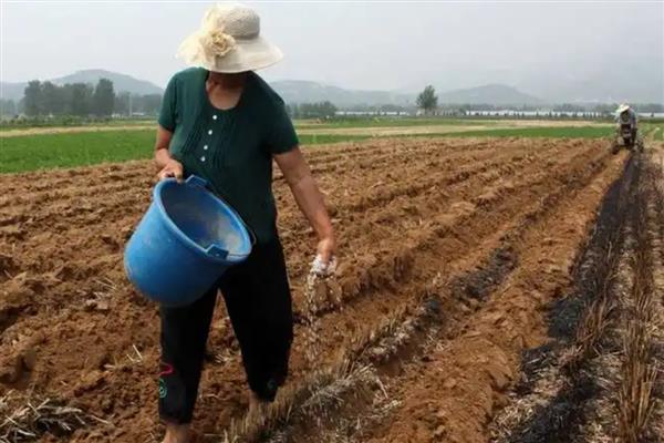 生姜怎么种植,块茎膨大期要追施饼肥和复合肥