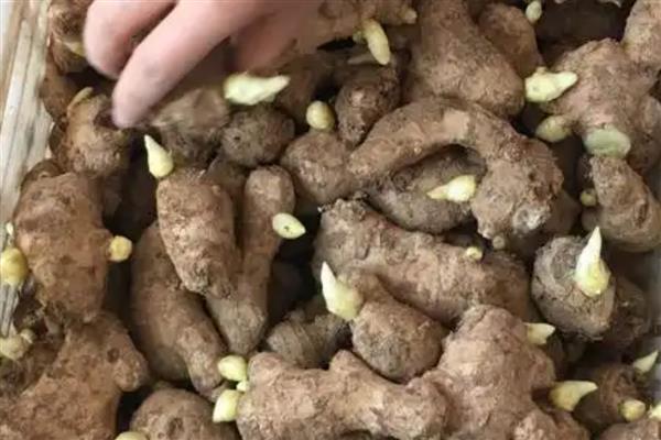 生姜怎么种植,块茎膨大期要追施饼肥和复合肥