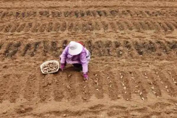生姜怎么种植,块茎膨大期要追施饼肥和复合肥