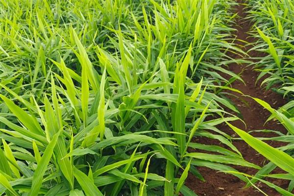 生姜怎么种植,块茎膨大期要追施饼肥和复合肥