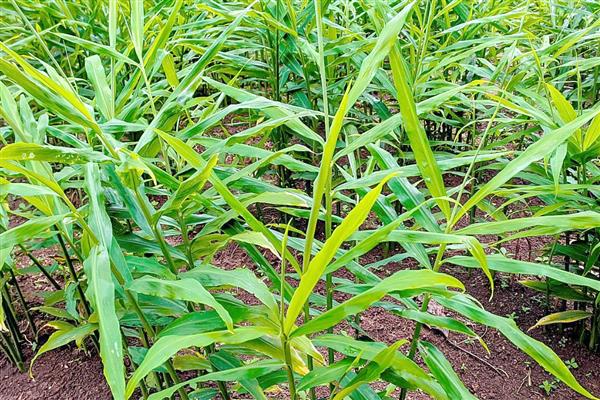 生姜怎么种植,块茎膨大期要追施饼肥和复合肥