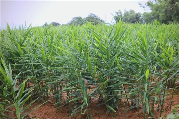 生姜怎么种植,块茎膨大期要追施饼肥和复合肥