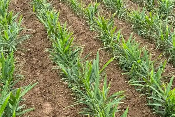 生姜怎么种植,块茎膨大期要追施饼肥和复合肥