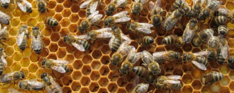 蜜蜂不出巢的原因，可能是外界温度不适所致