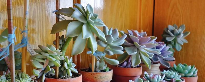 气温40度能不能在室外养殖多肉，养在室外容易导致根系死亡