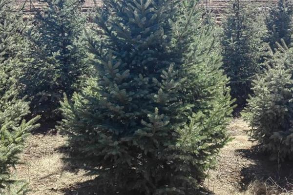 云杉木介绍，属于常绿大乔木