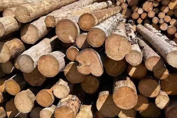 云杉木介绍，属于常绿大乔木