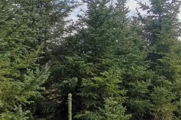 云杉木介绍，属于常绿大乔木