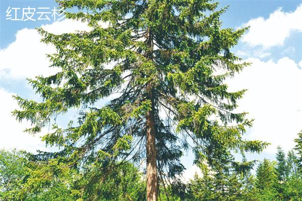 云杉木介绍，属于常绿大乔木