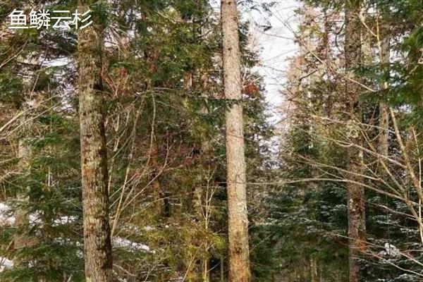 云杉木介绍，属于常绿大乔木