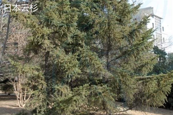 云杉木介绍，属于常绿大乔木