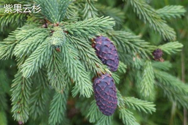 云杉木介绍，属于常绿大乔木