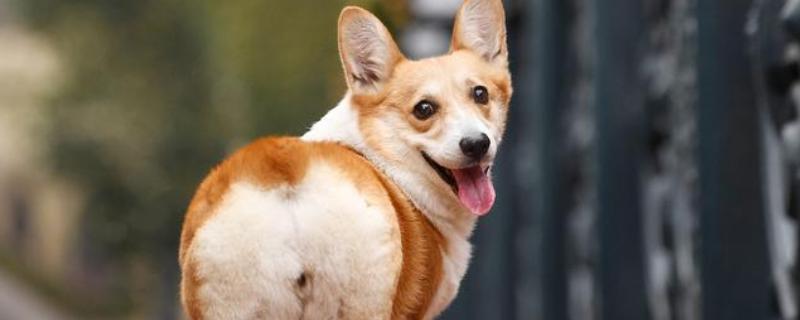 柯基不听话要打哪里，以拍打臀部为宜