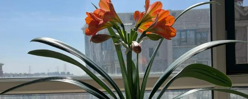 让君子兰开花的方法，每天让它接受6-7小时以上的光照