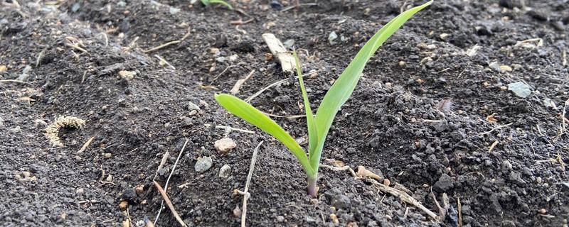 玉米发芽出苗所需时间，经过7-20天左右即可萌发