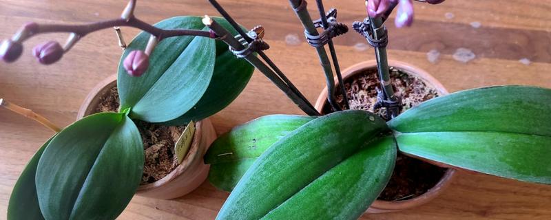 蝴蝶兰修剪叶子的方法，修剪之后需要对伤口进行消毒
