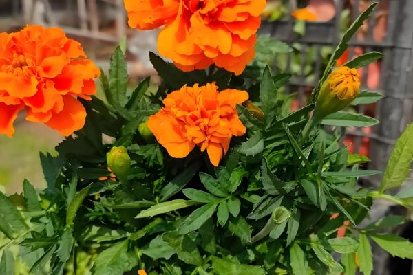 孔雀草为何会死亡，可能是遇到强光、缺水等原因造成