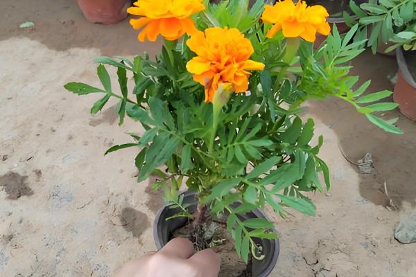 孔雀草为何会死亡，可能是遇到强光、缺水等原因造成