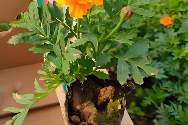 孔雀草为何会死亡，可能是遇到强光、缺水等原因造成