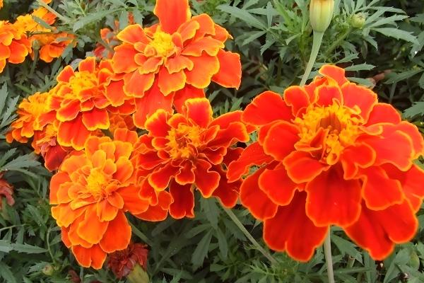 孔雀草为何会死亡，可能是遇到强光、缺水等原因造成