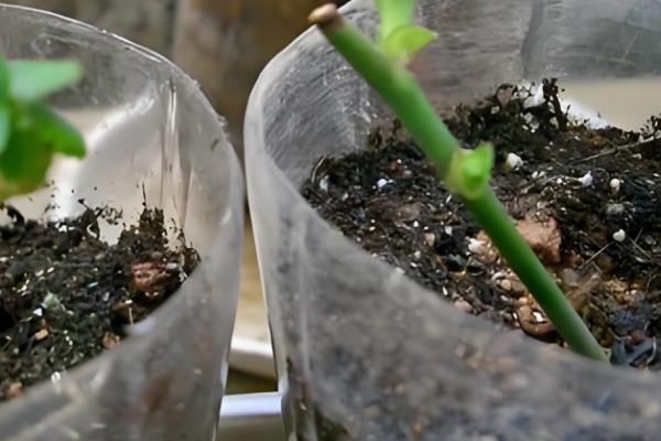 孔雀草为何会死亡，可能是遇到强光、缺水等原因造成