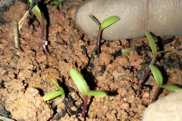 孔雀草为何会死亡，可能是遇到强光、缺水等原因造成