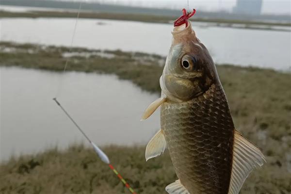 怎么配制专钓大鲫鱼的饵料,根据当前季节选择以下三个配方