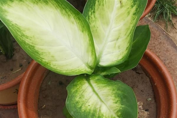 粉黛万年青好不好养，适应能力强容易养殖