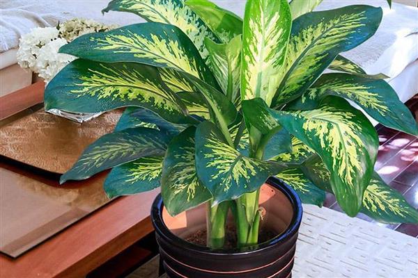 粉黛万年青好不好养，适应能力强容易养殖