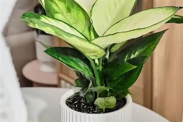 粉黛万年青好不好养，适应能力强容易养殖