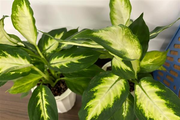 粉黛万年青好不好养，适应能力强容易养殖