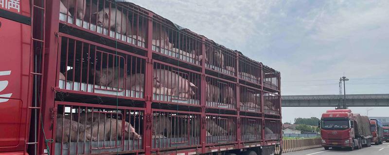 生猪运输需要哪些手续，需要办理产地检验合格证明