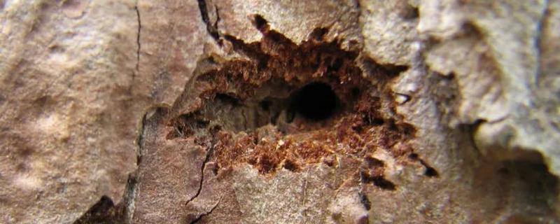 怎样用农药防治钻蛀害虫，生长期发现蛀虫危害及时防治