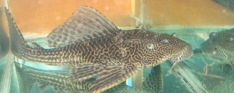 清道夫咬鱼怎么办，需要将生病的鱼儿隔离养殖