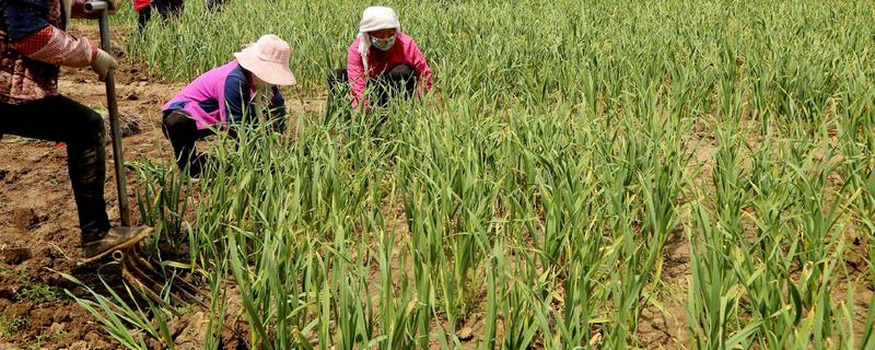 蒜苗高产方法，合理密植可充分利用土地资源