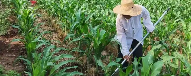 哪种肥料能让玉米棒变大， 氮、磷、钾都不能缺少