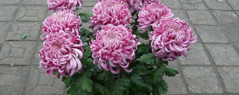 冬季菊花的养殖方法，将其移到室内进行养护