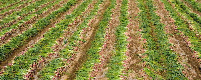 洋葱的种植方法，播种后覆盖营养土