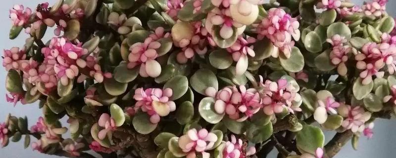 雅乐之舞的花语，寓意沉默的爱