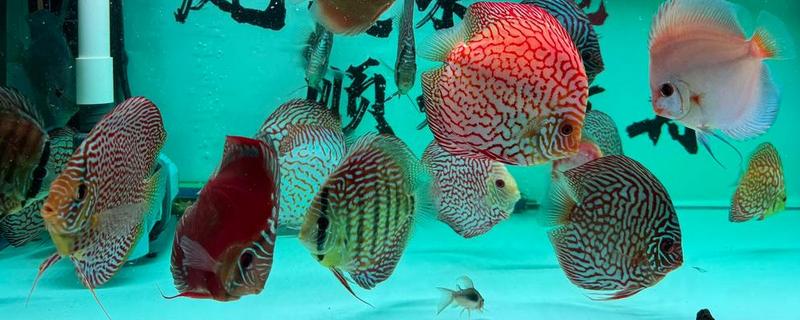 七彩神仙鱼吃什么饲料，吃动物性饲料最好