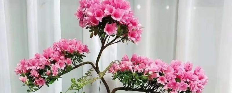 杜鹃花的常见种类，有羊踯躅、毛白杜鹃等