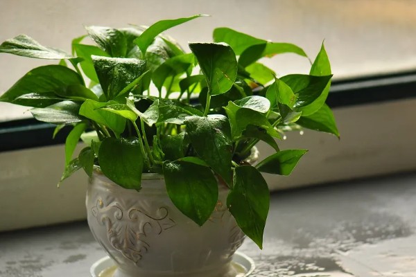 怎么养殖盆栽绿萝,每隔3天浇一次水