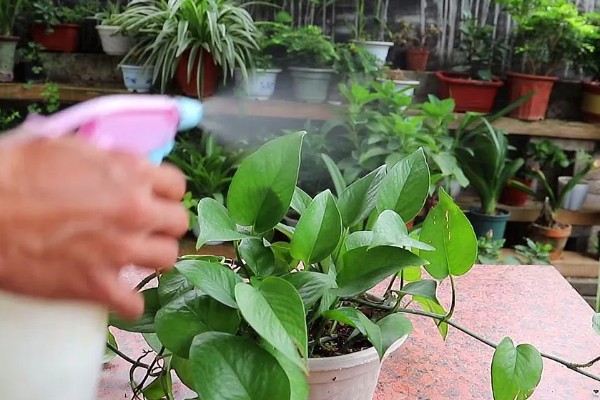 怎么养殖盆栽绿萝,每隔3天浇一次水