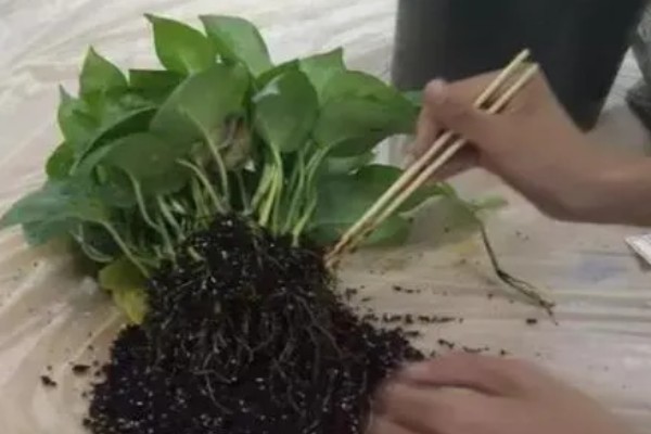 怎么养殖盆栽绿萝,每隔3天浇一次水